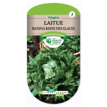240 LAITUE BATAVIA REINE DES GLACES