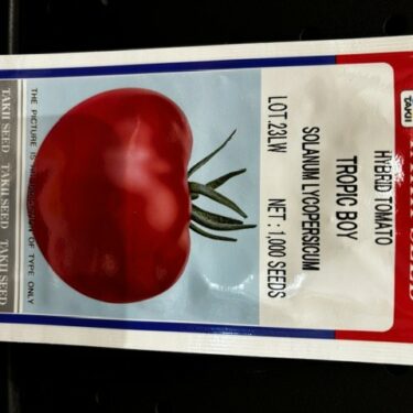 TAKII TOMATE TROPIC BOY HYB.1M